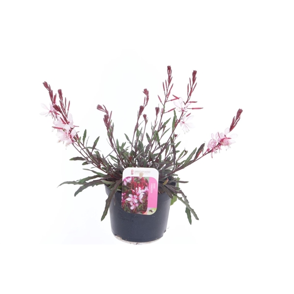 <h4>Gaura lind. Gaudi Light Pink</h4>