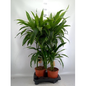 Dracaena fr de 'Art'