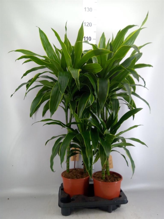 <h4>Dracaena fr de 'Art'</h4>