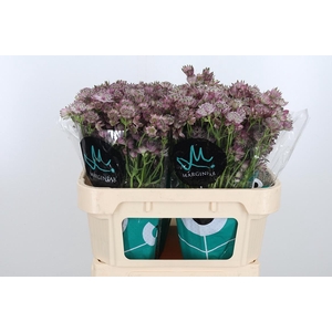 Astrantia Star Of Africa