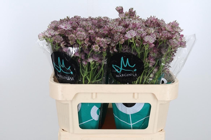 <h4>Astrantia Star Of Africa</h4>