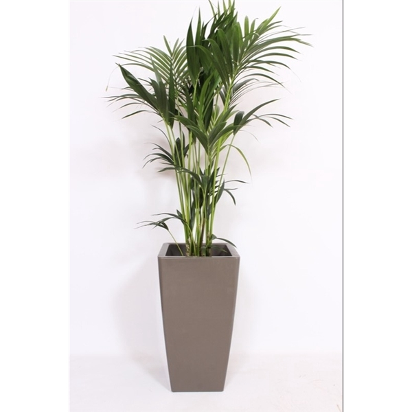 <h4>Howea Forsteriana in Piza pot "taupe"</h4>