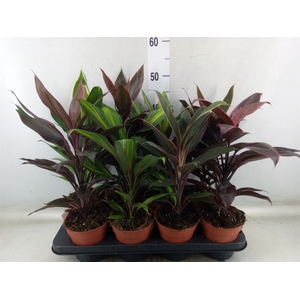 Cordyline   ...mix