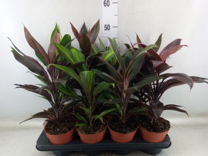 <h4>Cordyline   ...mix</h4>