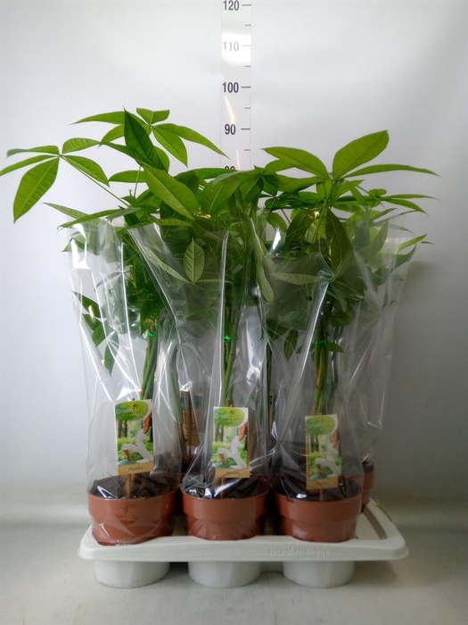 <h4>Pachira aquatica</h4>