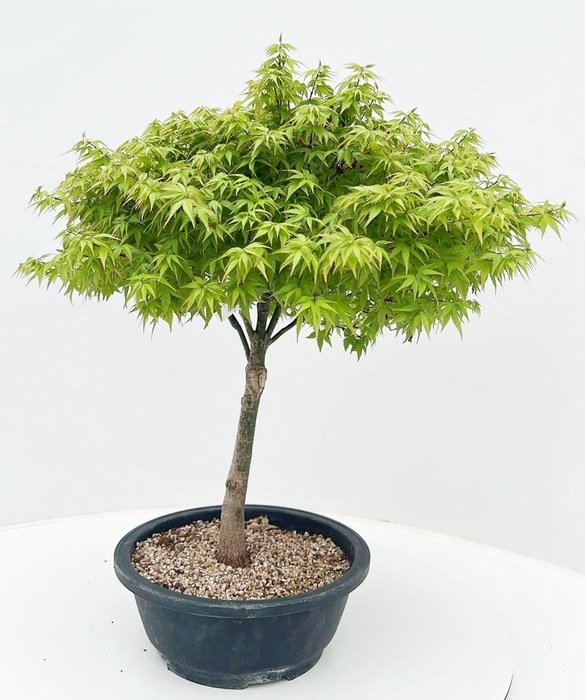 <h4>Acer palmatum 'Kiyohime', in 23cm. trainingspot.</h4>
