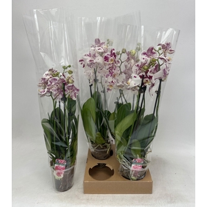 PHAL OV