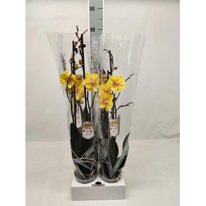 Phalaenopsis   ...yellow