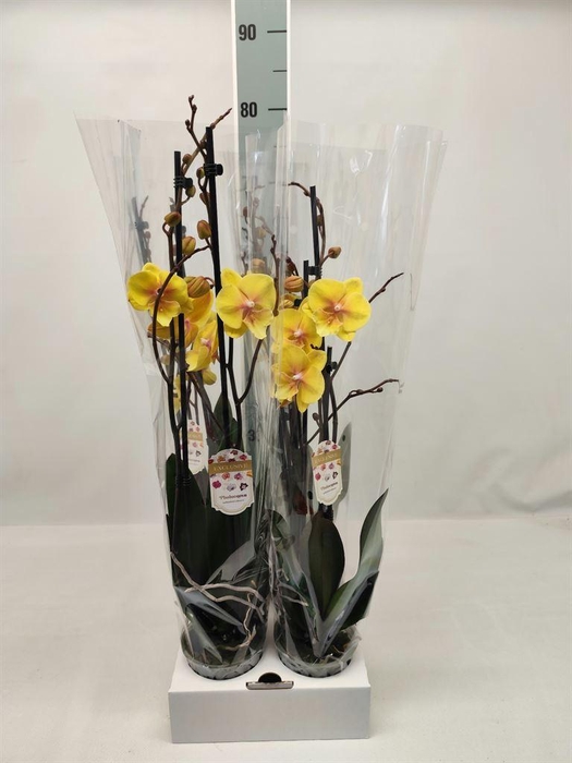 <h4>Phalaenopsis   ...yellow</h4>