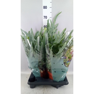 Phlebodium aureum 'Blue Star'