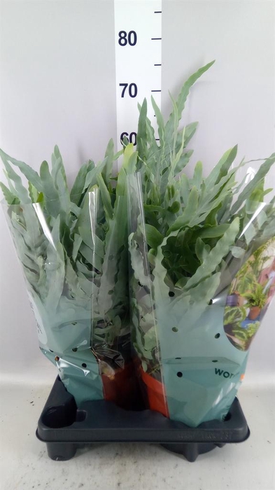 <h4>Phlebodium aureum 'Blue Star'</h4>