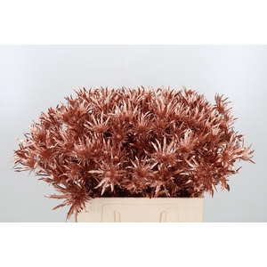 Eryn Orion Kl Bh Koper