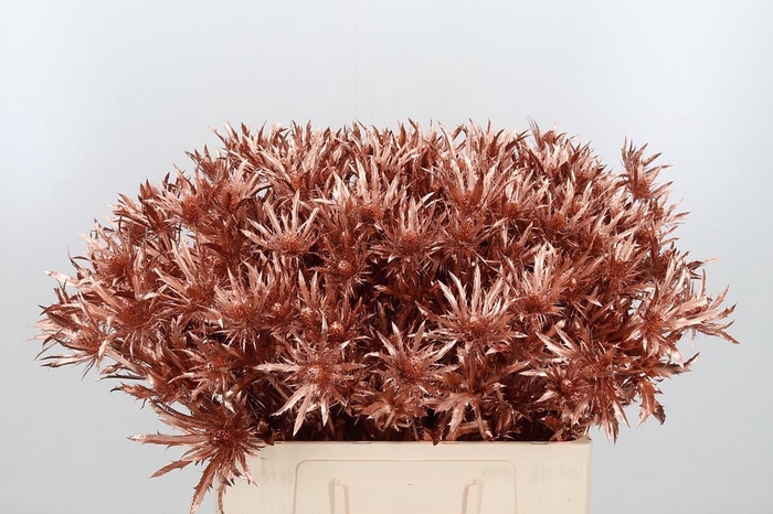 <h4>Eryn Orion Kl Bh Koper</h4>