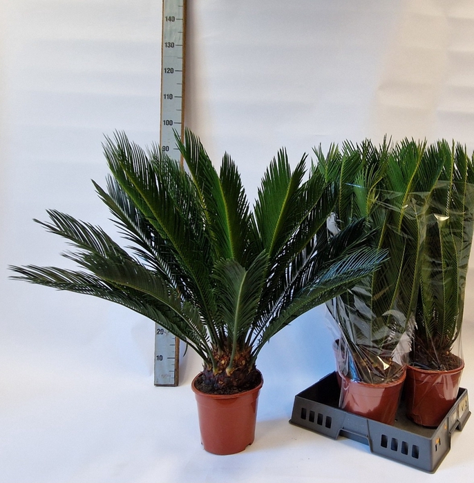 <h4>CYCAS REVOLUTA</h4>