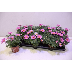 arr8 Arg La Rita Sal Pink