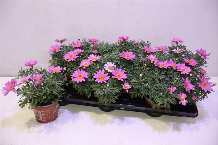 <h4>Arg La Rita Sal Pink</h4>