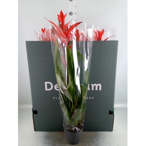 Guzmania  'Ostara'