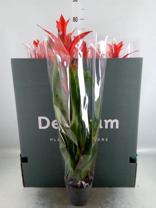 <h4>Guzmania 'Ostara'</h4>