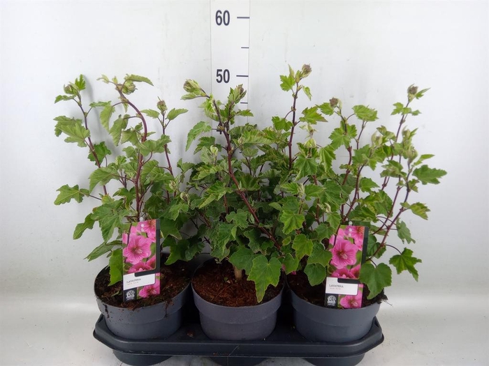 <h4>Lavatera   ...</h4>