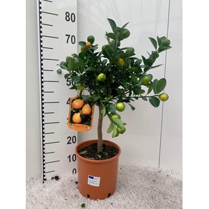 Citrus Kumquat Obuvata on stem