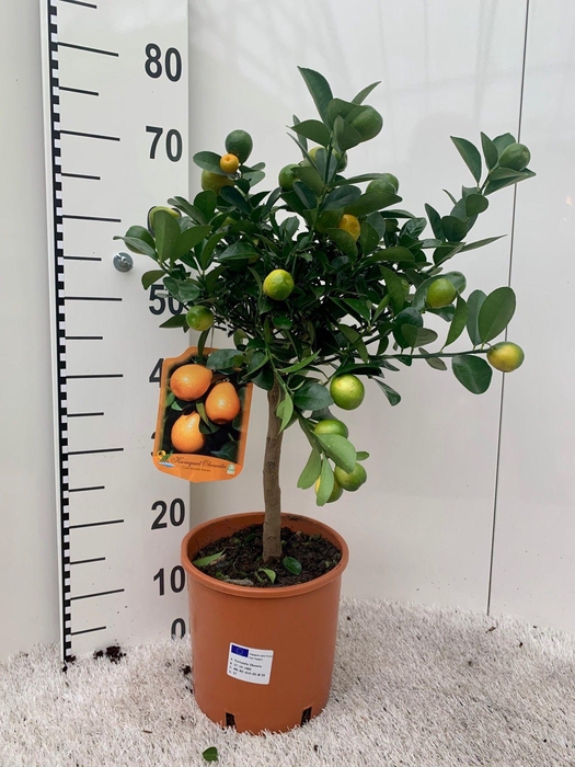 <h4>Citrus Kumquat Obuvata on stem</h4>