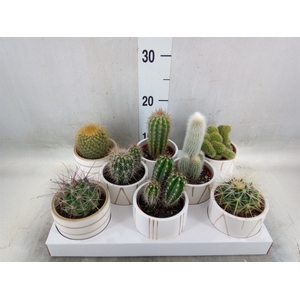 Cactus   ...