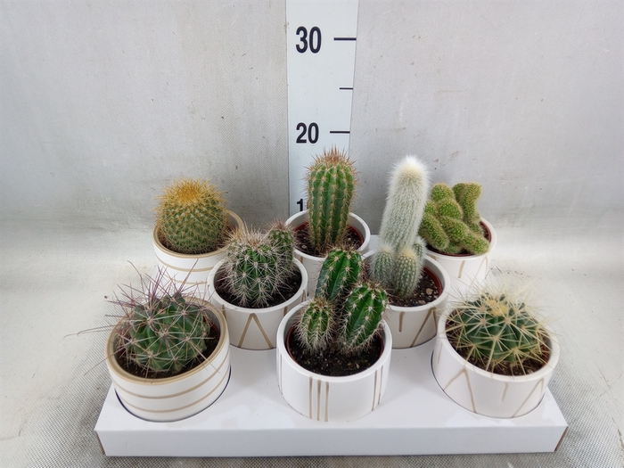 <h4>Cactus   ...</h4>