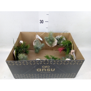 Tillandsia ionantha