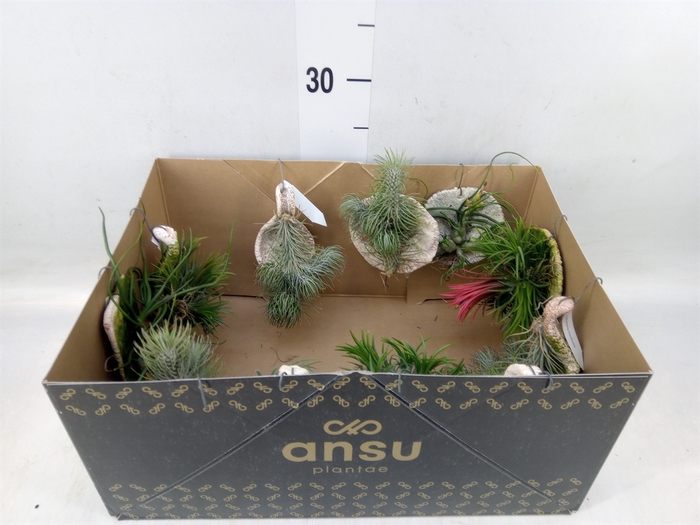 <h4>Tillandsia ionantha</h4>