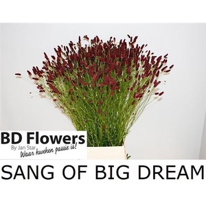 Sanguisorba Off Big Dream Ex