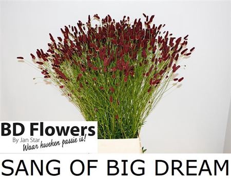 Sanguisorba Off Big Dream Ex