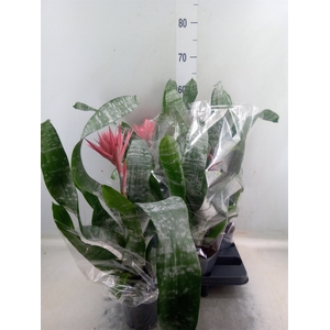Aechmea fasciata 'Primera'