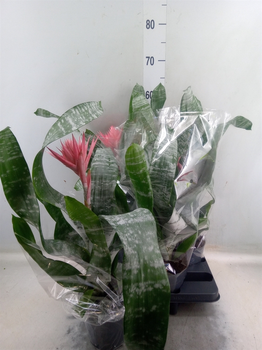 <h4>Aechmea fasciata 'Primera'</h4>