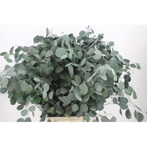 Pres Euca Populus Green 150gr P Bunch