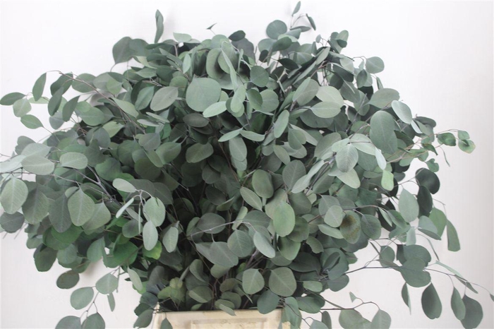 <h4>Pres Euca Populus Green 150gr P Bunch</h4>