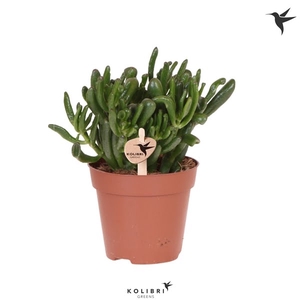 Kolibri Greens Succulenten Crassula Hobbit