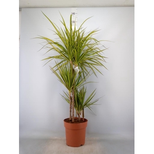 Dracaena marg. 'Sunray'