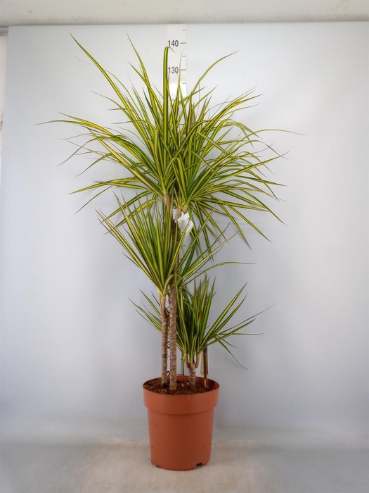 <h4>Dracaena marg. 'Sunray'</h4>
