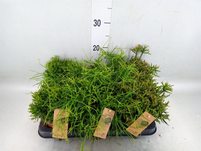 <h4>Rhipsalis   ...mix</h4>