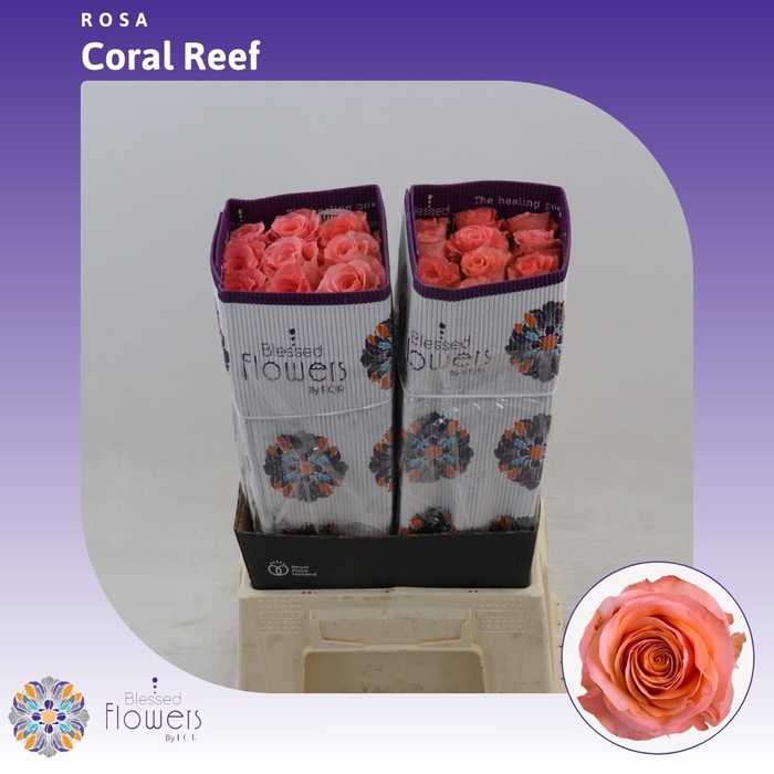 <h4>Rosa gr Coral Reef</h4>