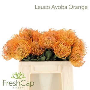 Leuco Ayoba Orange