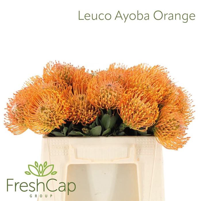 <h4>Leuco Ayoba Orange</h4>