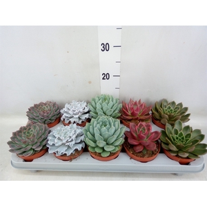 Echeveria   ...mix