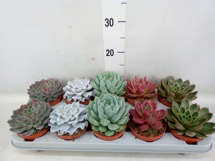 <h4>Echeveria   ...mix</h4>