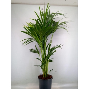 Howea forsteriana