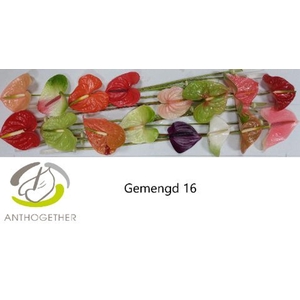 Anthurium andr.   ...mix