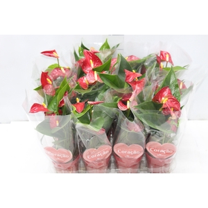 ANTHURIUM BAMBINO RED P09 VERMELHO