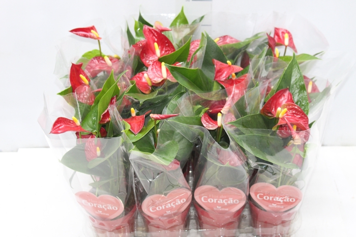 <h4>ANTHURIUM BAMBINO RED P09 VERMELHO</h4>