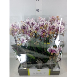 Phalaenopsis multi.   ...