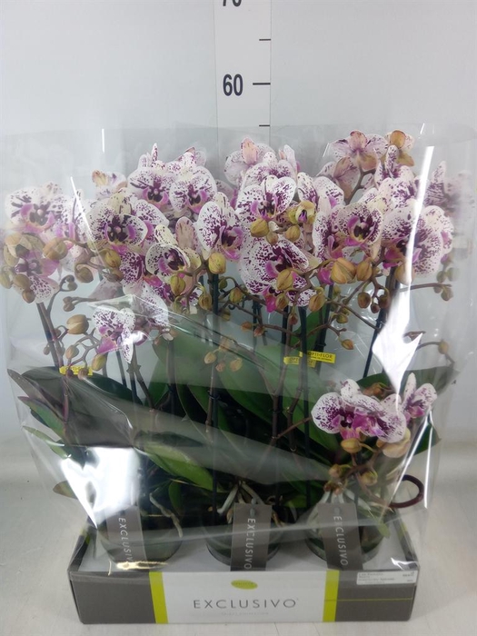 <h4>Phalaenopsis multi.   ...</h4>